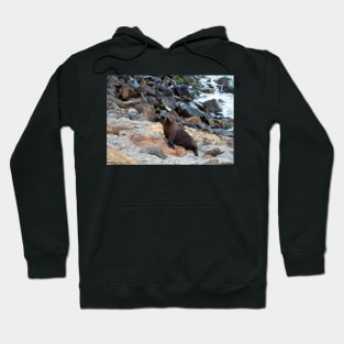 New Zealand Fur Seal, New Zealand Hoodie